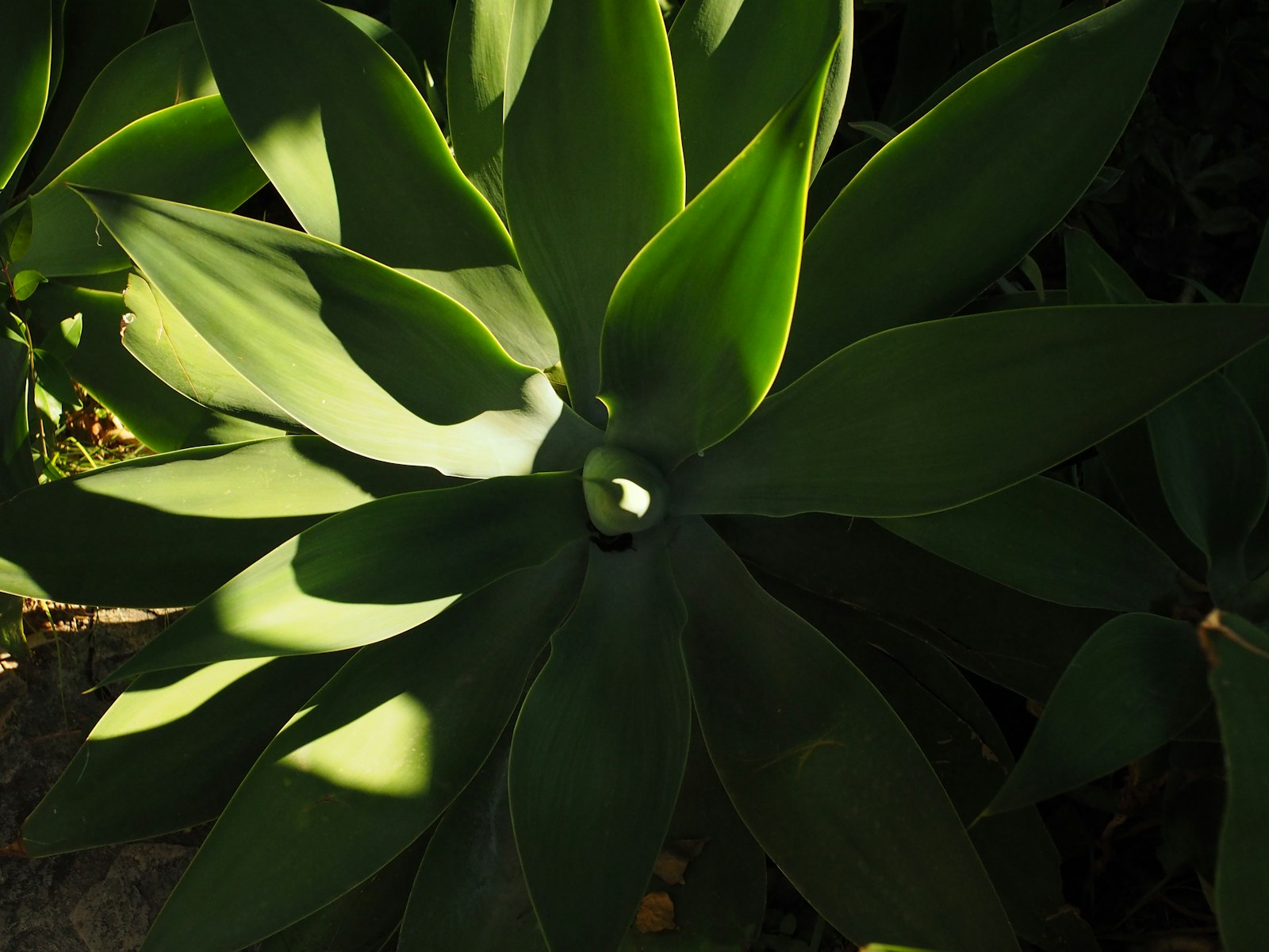 Agave foliage catching afternoon Lake Havasu light