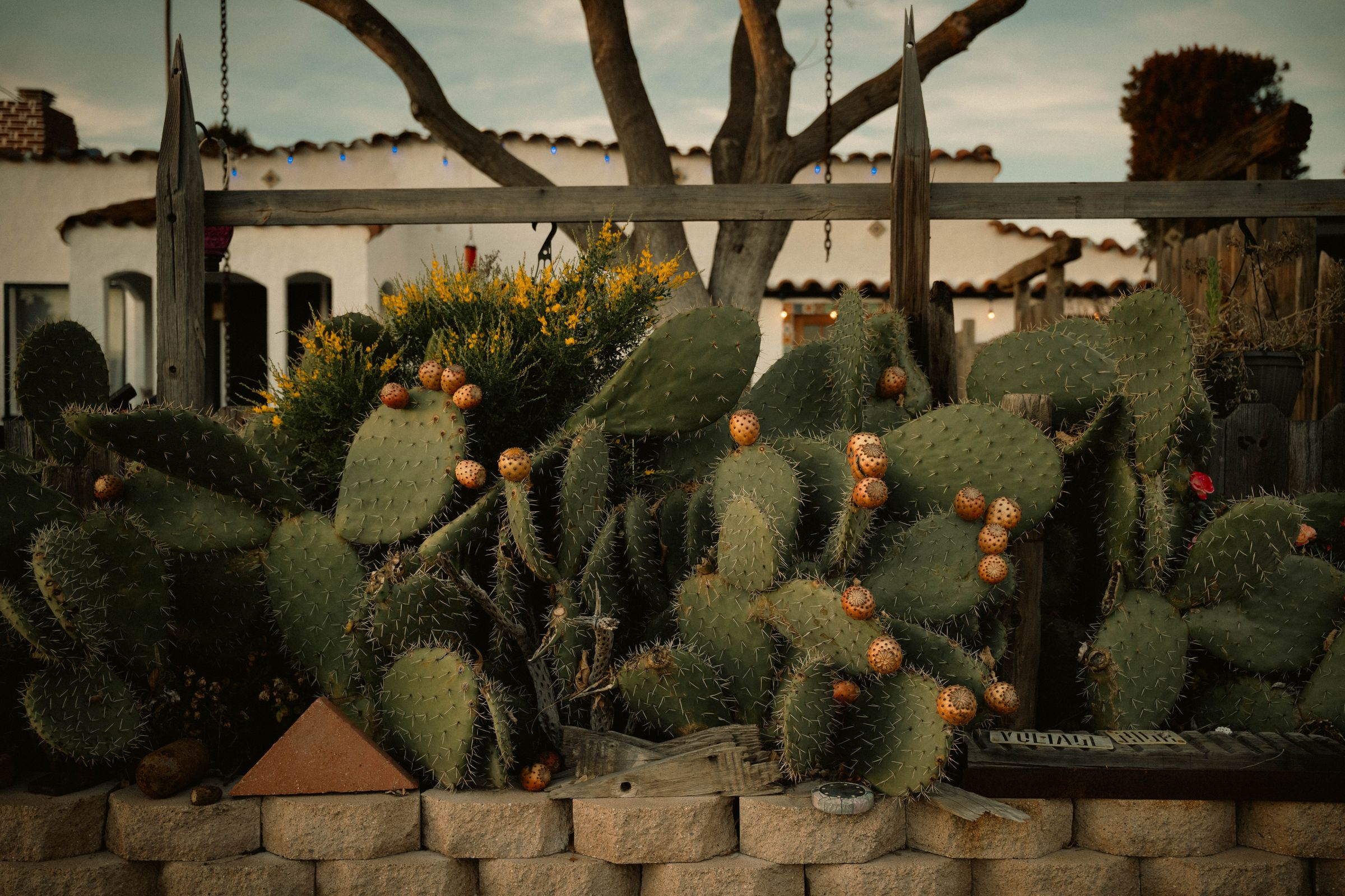 Low wall of split-face concrete block holding a raised bed of prickly pear cactus in fruit, weathered wood fence posts and a white stucco house with a tile roof behind it