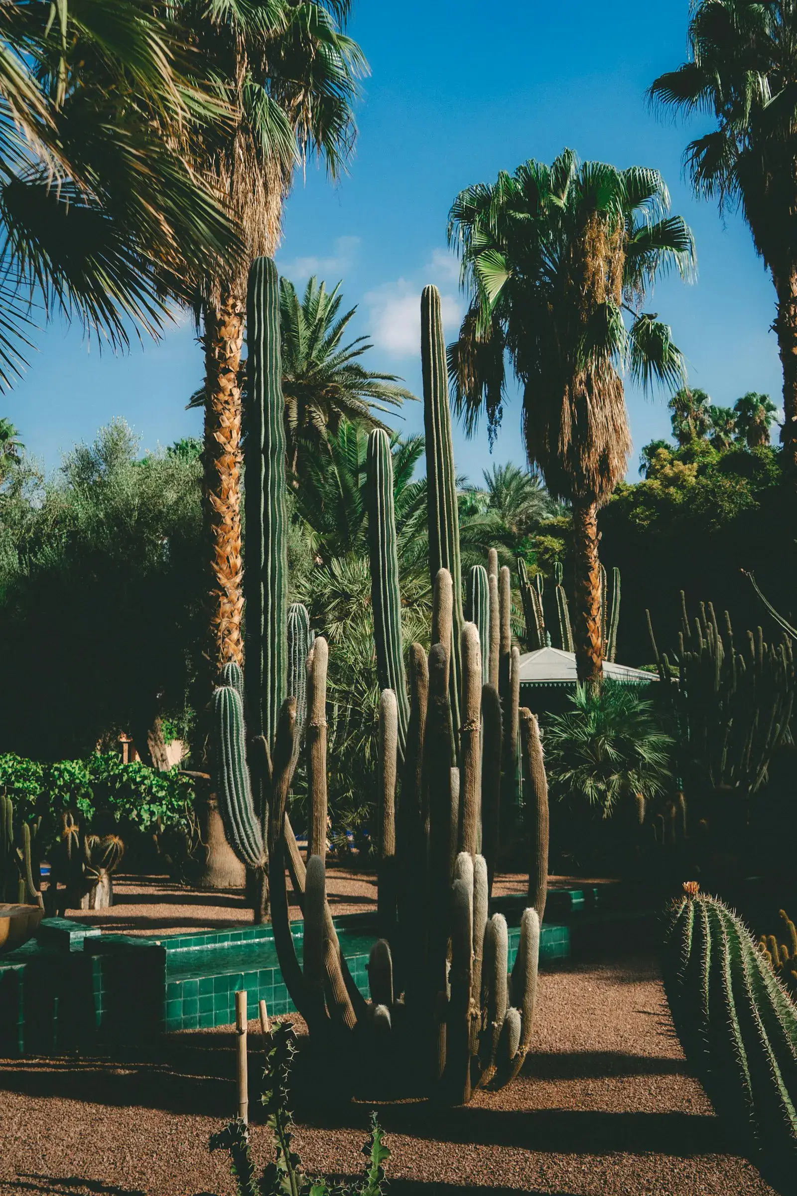 Tall palms and cacti in a Lake Havasu xeriscape front yard